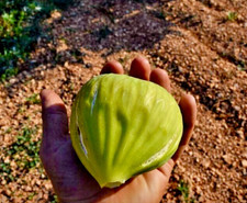 Fico del Salento " LANCINA" pianta in vaso d. 16. h 60/80 cm. Anni 2.