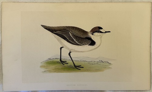 Morris kentish dotterel - morris,