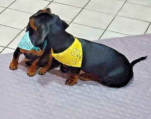 Bandane per animali domestici