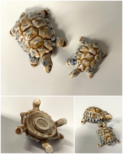 Coppia tartarughe porcellana - tartarughe,