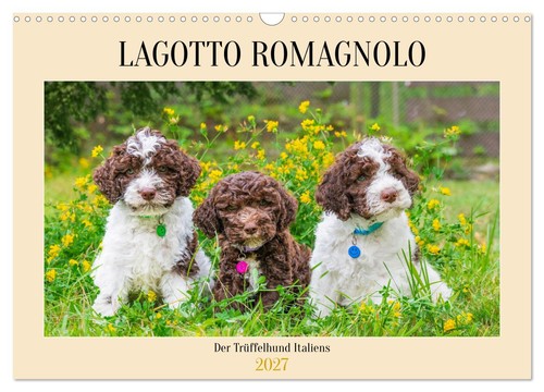 Lagotto romagnolo der - romagnolo,