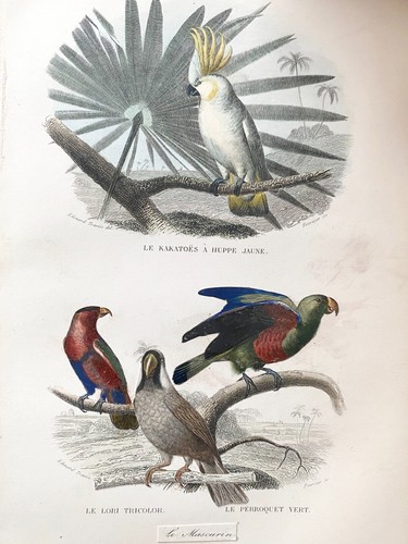 Litografia buffon 1837 - litografia,