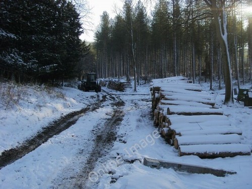 Photo 6x4 great wood - photo,