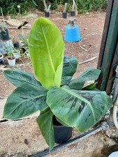 ? Banano Cavendish – Pianta Tropicale da Interno/Esterno – H 55cm, Vaso 20cm