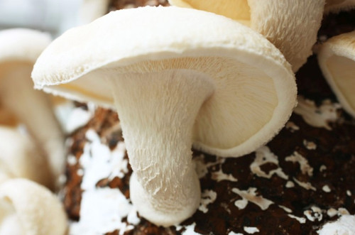 Lentinula edodes shiitake - lentinula,
