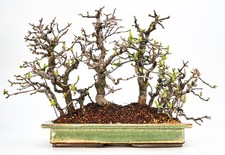 Bonsai di Cotogne -