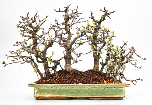 Bonsai cotogne - bonsai,