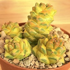 Monadenium ritchiei f