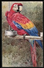 Cartolina Pappagallo Rosso