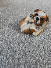 English Bulldog Puppy Dog