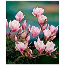Magnolia giapponese - giapponese, "magnolia