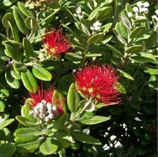 40pz Pianta Metrosideros