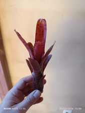 Neoregelia punctatissima rubra