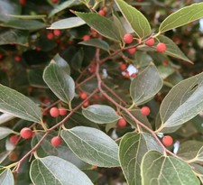 Celtis occidentalis | Common hackberry | Northern hackberry - Zür americano