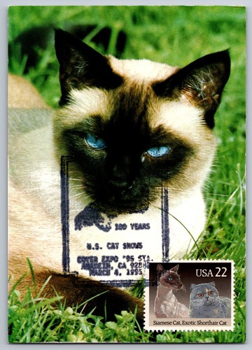2372 maxi card gatti - #2372,