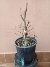 Ulmus minor Olmo campestre