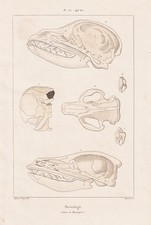 Frenologia Teste Uccelli Ornithologia Incisione In Acciaio Guerin-Meneville 1838