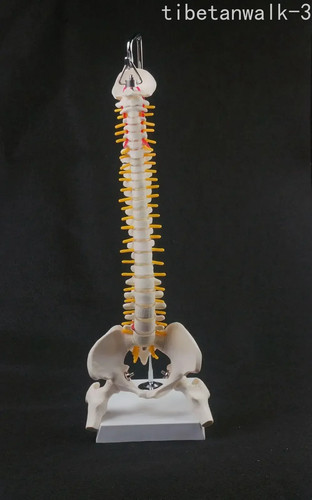 Modello colonna vertebrale - , 45