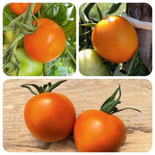Pomodoro arancione auriga - arancione, ad