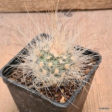 D6136 PEDIOCACTUS PARADINEI