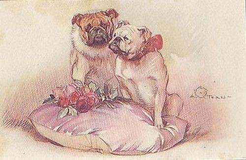 Aleardo terzi cani bull - terzi,