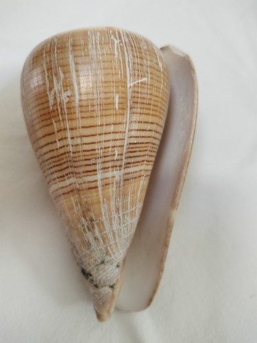 Conchiglia