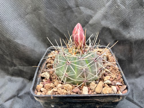 Gymnocalycium gibbosum - gymnocalycium,