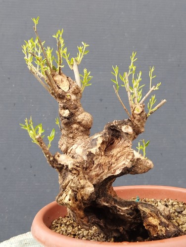 Bonsai olivastro 30x16cm - bonsai, in