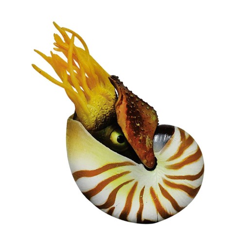 Simulazione nautilus - simulazione,