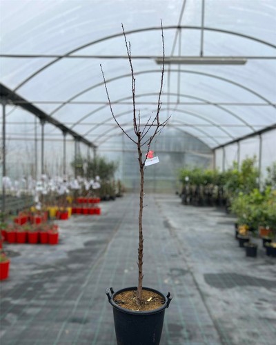 Albero albicocco reale - di,