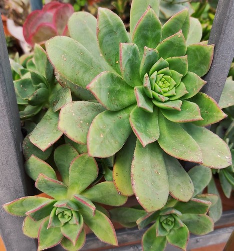 Vaso pianta aeonium - aeonium, decorum