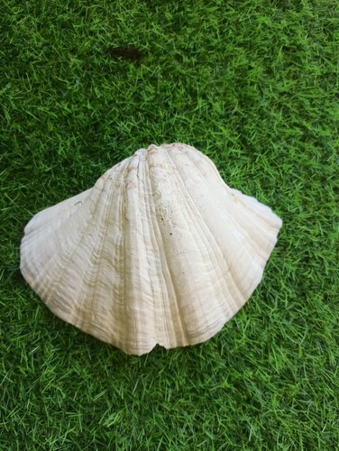 Conchiglia hippopus - conchiglia,