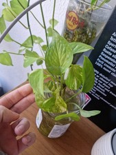 Piantine/talee ben RADICATE di