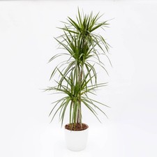 Pianta Dracaena Marginata