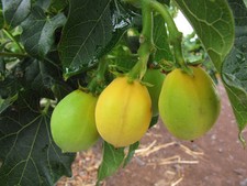 BARBADOS NUT deserto esotico