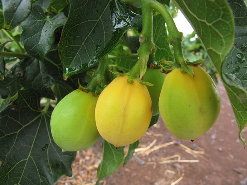 Barbados nut deserto - deserto, esotico