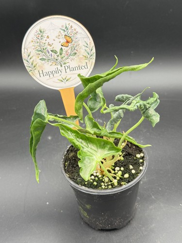 Alocasia loco pot - alocasia,