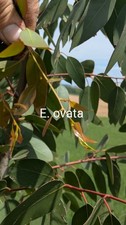 Eucalipto ovata o "Blue leafes Sally" detto fino a -12°C resistente