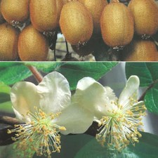 PIANTA DA FRUTTO KIWI MASCHIO