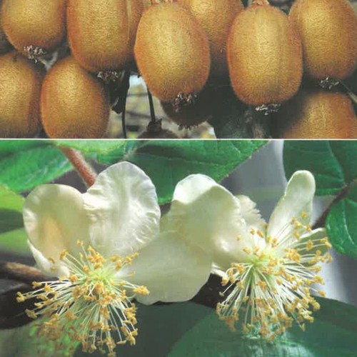 Pianta frutto kiwi maschio - da,