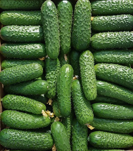 100 semi cetriolo amour - semi, f1