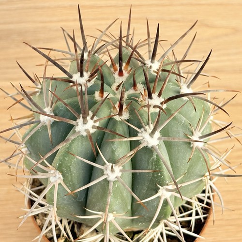 Melocactus pachyacanthus - ,