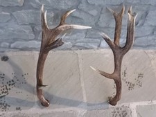  coppia di palchi , corna 