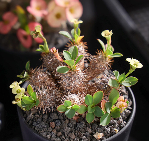 Euphorbia parvimedusae hyb