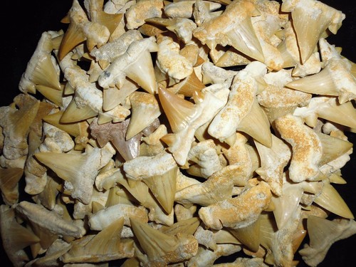 Denti squalo fossile - di,