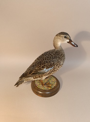 Taxidermy cabinet de - taxidermy,,