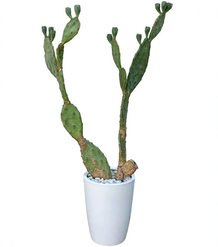 Fico india opuntia - opuntia, chumbera