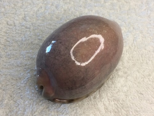 Cypraea arabica asiatica