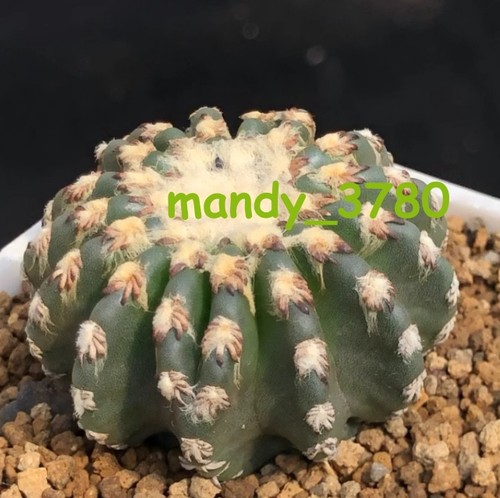5pz 4cm discocactus horstii - 5pz,
