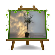 Olivi Leccino pianta da frutto